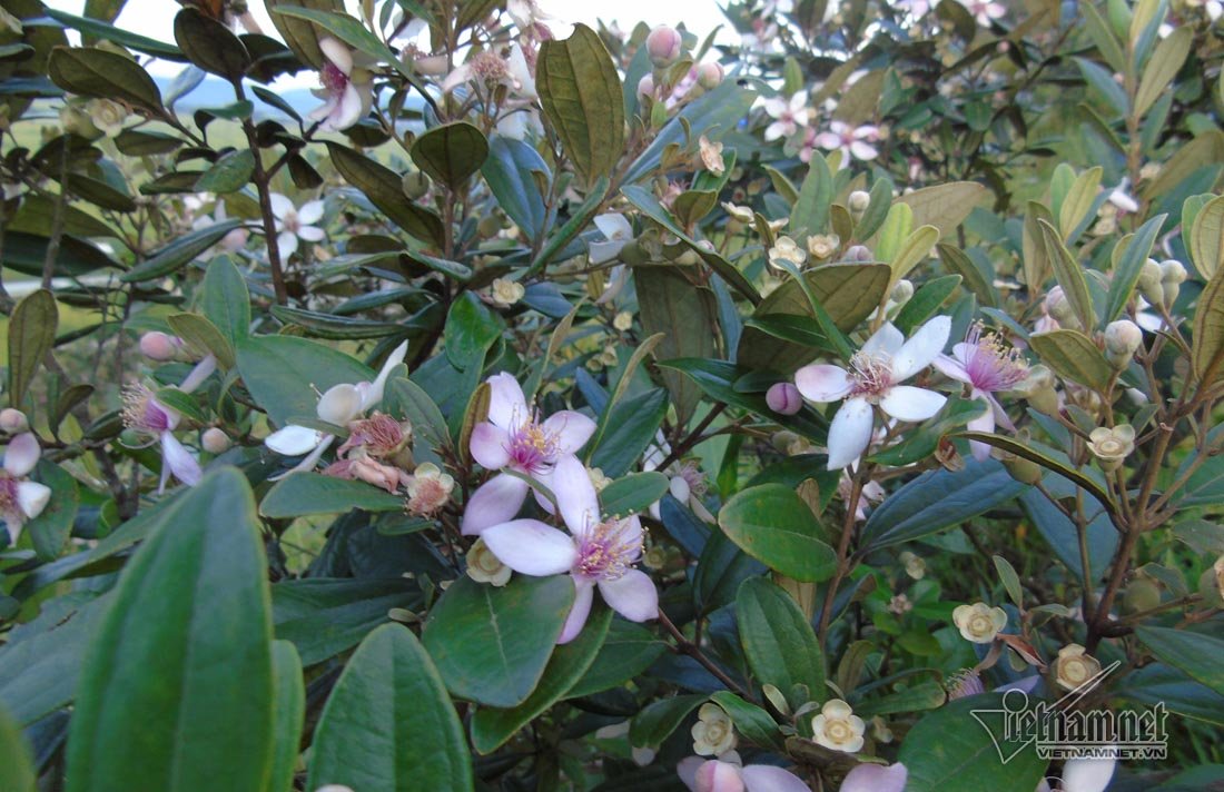 Đồi sim tím lịm bậc nhất xứ Nghệ: Dân teen đổ xô seo phì giữa nắng-11