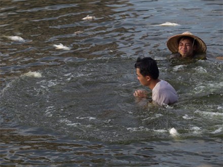 Hà Nội: Cá lại chết nhiều bất thường, nổi lềnh bềnh ở hồ Hoàng Cầu