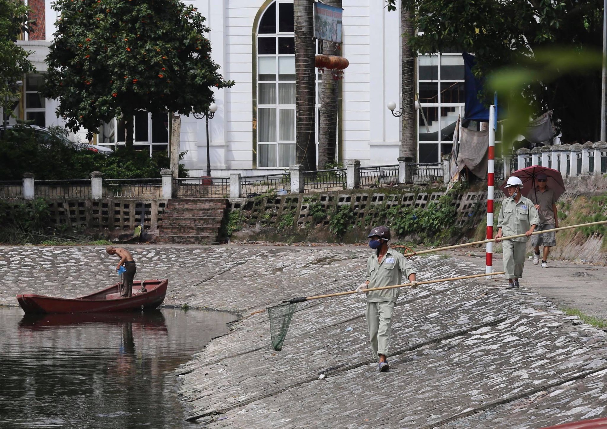 Hà Nội: Cá lại chết nhiều bất thường, nổi lềnh bềnh ở hồ Hoàng Cầu-6