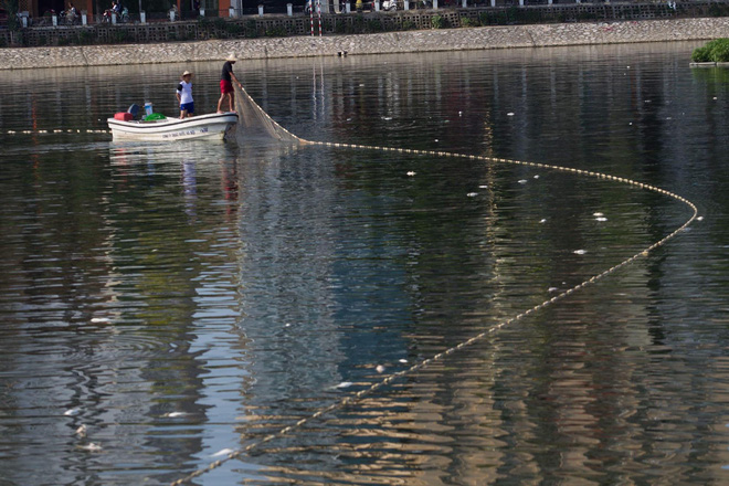 Hà Nội: Cá lại chết nhiều bất thường, nổi lềnh bềnh ở hồ Hoàng Cầu-3