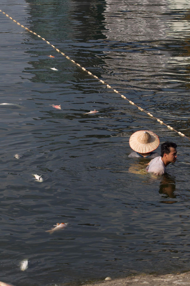 Hà Nội: Cá lại chết nhiều bất thường, nổi lềnh bềnh ở hồ Hoàng Cầu-2