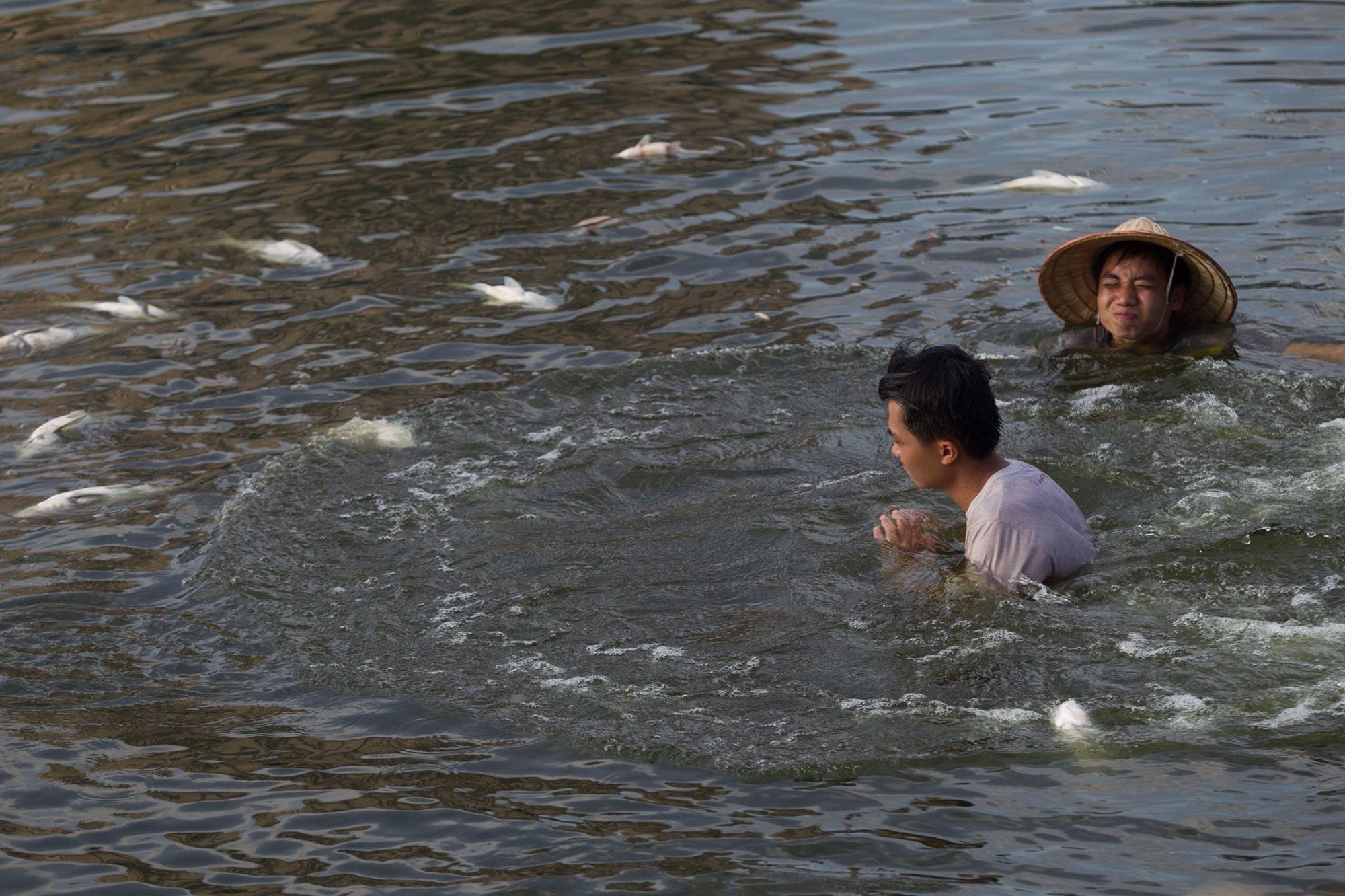 Hà Nội: Cá lại chết nhiều bất thường, nổi lềnh bềnh ở hồ Hoàng Cầu-1