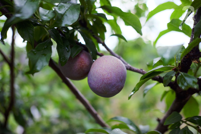 Tranh thủ đang vào mùa, rủ nhau lên cao nguyên Mộc Châu hái mận hậu-9