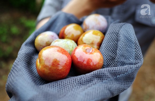 Tranh thủ đang vào mùa, rủ nhau lên cao nguyên Mộc Châu hái mận hậu-7