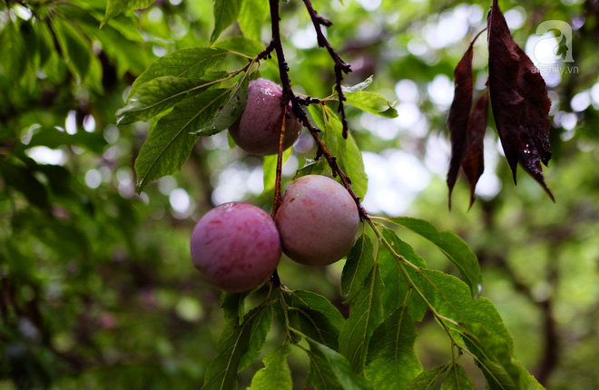 Tranh thủ đang vào mùa, rủ nhau lên cao nguyên Mộc Châu hái mận hậu-3