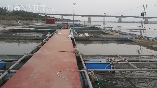 Gã khùng bỏ chức Thanh tra về nuôi cá lăng sông, lãi 300 triệu đồng-4