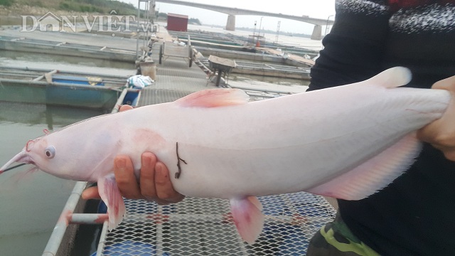 Gã khùng bỏ chức Thanh tra về nuôi cá lăng sông, lãi 300 triệu đồng-5