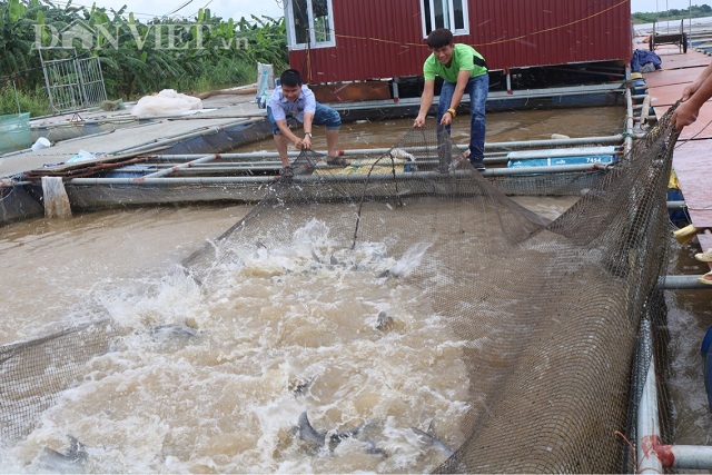 Gã khùng bỏ chức Thanh tra về nuôi cá lăng sông, lãi 300 triệu đồng-2