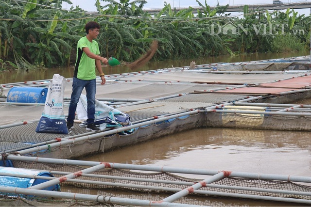 Gã khùng bỏ chức Thanh tra về nuôi cá lăng sông, lãi 300 triệu đồng-1