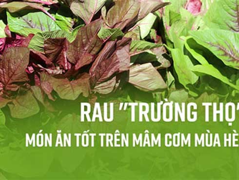 Đông y gọi đây là rau trường thọ vì 6 tác dụng quý hơn trứng, phòng ngừa nhiều loại bệnh