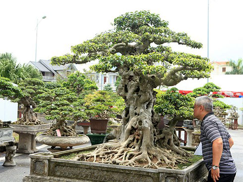 Mãn nhãn với Nhất Tọa Kinh Thiên hơn 100 năm tuổi, giá hơn 5 tỷ-10