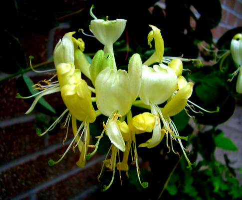 Cách trị mụn nhọt mùa hè đơn giản nhưng hiệu quả không tưởng”-2