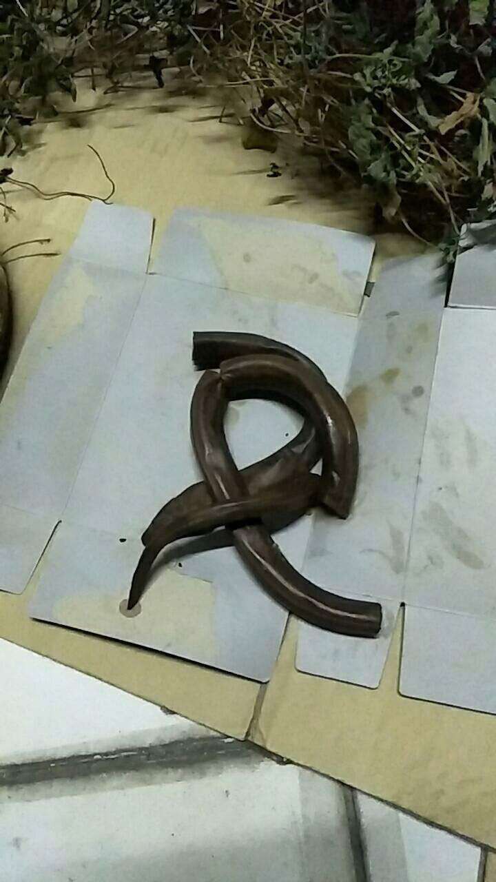 Con gái mua bình rượu thuốc đắt tiền về cho bố tẩm bổ, uống 7 năm mới phát hiện ra bò sát ngâm bên trong làm bằng nhựa-5