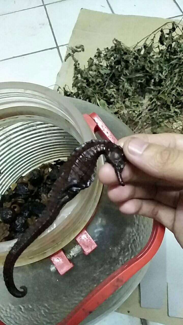 Con gái mua bình rượu thuốc đắt tiền về cho bố tẩm bổ, uống 7 năm mới phát hiện ra bò sát ngâm bên trong làm bằng nhựa-3