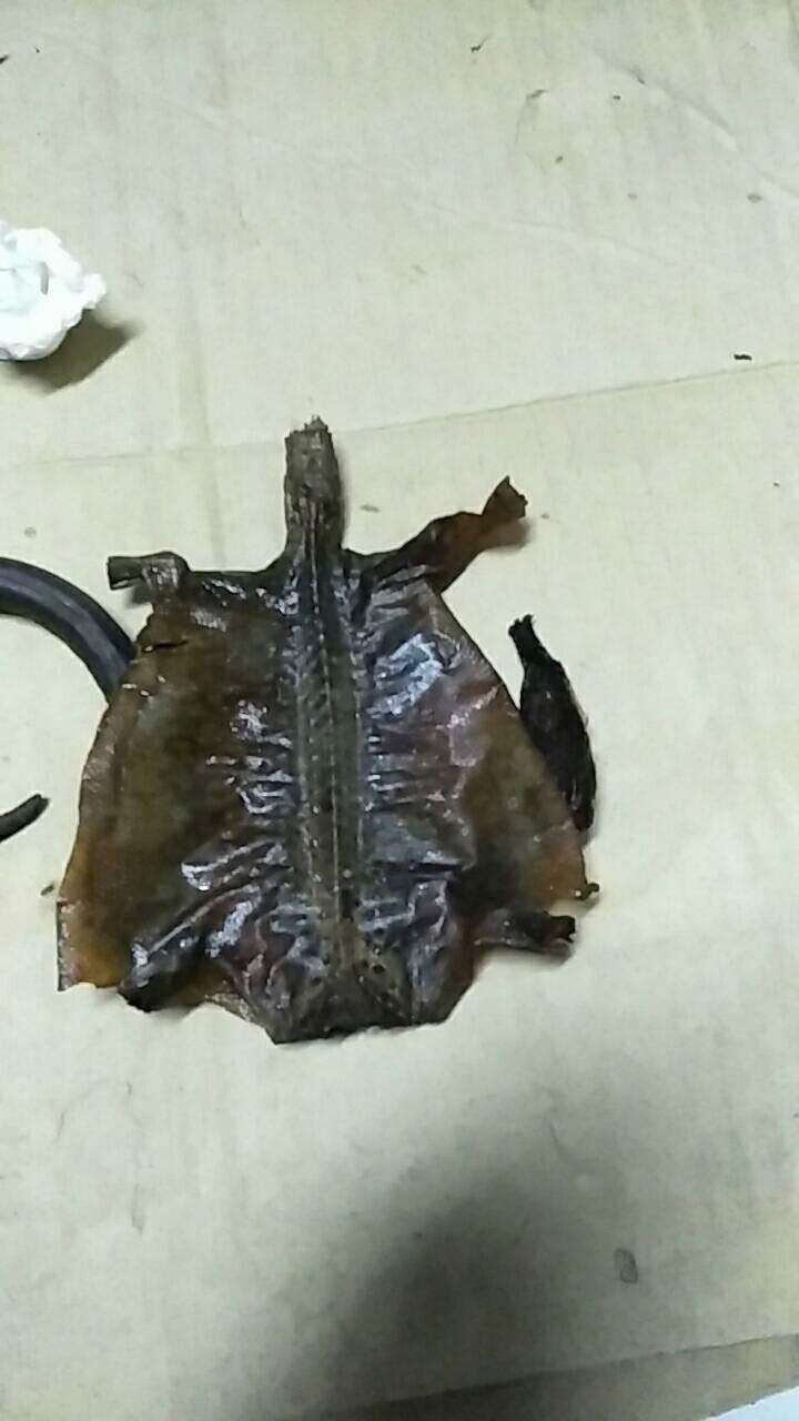 Con gái mua bình rượu thuốc đắt tiền về cho bố tẩm bổ, uống 7 năm mới phát hiện ra bò sát ngâm bên trong làm bằng nhựa-2