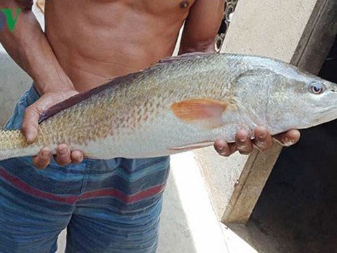 Bắt được cá 'lạ' vảy vàng óng 3,5kg nghi cá sủ vàng quý hiếm