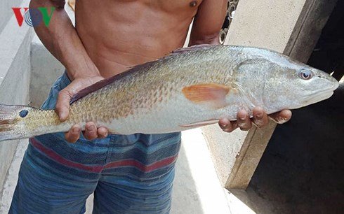 Bắt được cá lạ vảy vàng óng 3,5kg nghi cá sủ vàng quý hiếm-2