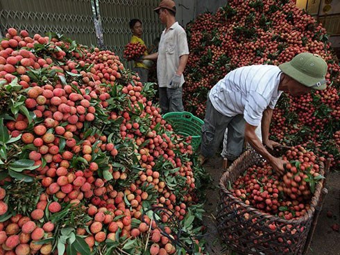 Hơn 80 doanh nghiệp Trung Quốc sang mua vải thiều