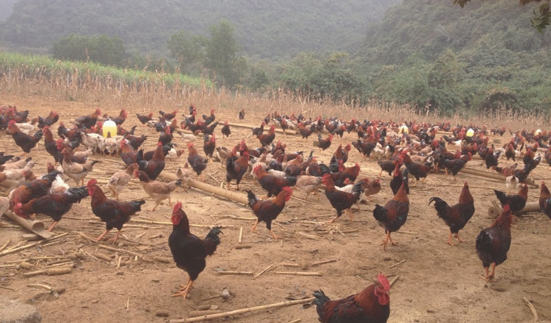 Liều mạng trời cho: Phi vụ 1 tuần thu hơn tỷ bạc-1