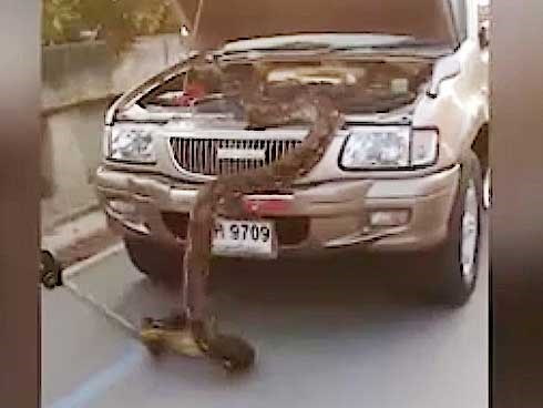Tài xế kinh hãi phát hiện trăn khổng lồ trong mui xe