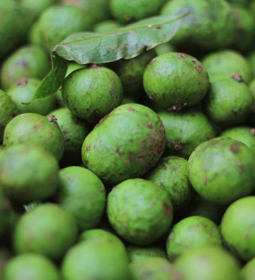 Không chọn sấu có vỏ xanh mướt, mẹ chồng tưởng con dâu vụng, nào ngờ về mới biết lý do-1