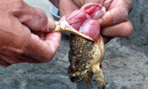 Từ vụ bé gái tử vong vì ngộ độc thịt cóc, chuyên gia cảnh báo phải ngừng ngay điều này-2