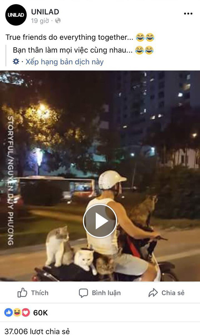 Thanh niên Hà Nội đèo cả gia đình mèo đi chơi phố bằng xe máy bất ngờ nổi tiếng trên MXH nước ngoài-1