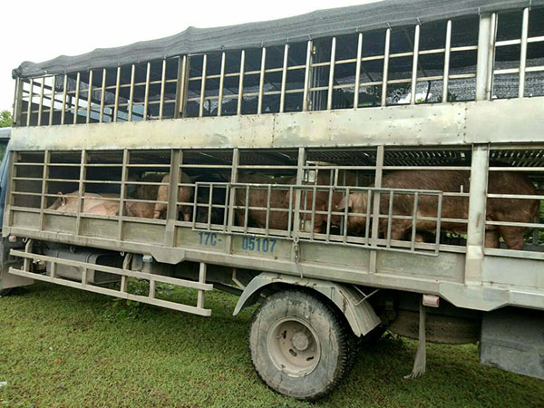 Hãi hùng cung đường nhập lậu thịt lợn 10.000 đồng/kg từ Trung Quốc-1