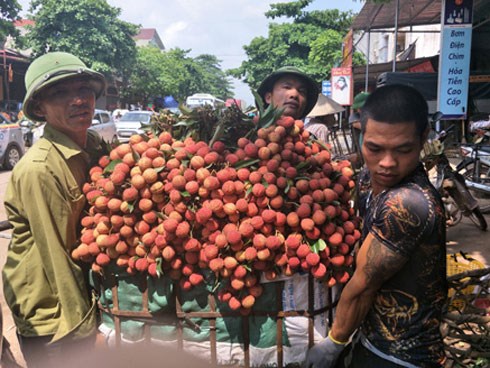Ghi nhanh: Cả nghìn thương nhân sắp “đổ bộ” Bắc Giang mua vải thiều