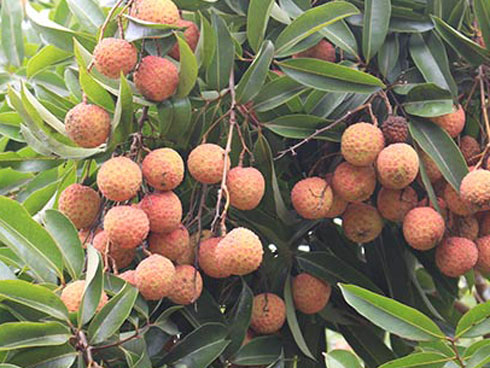 Bí ẩn cây vải tổ 200 năm được xác lập kỷ lục lâu đời nhất Việt Nam-15