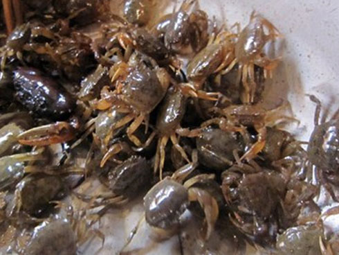 Dùng cua đồng theo cách này chữa bệnh xương khớp tốt gấp tỷ lần thuốc tây-3