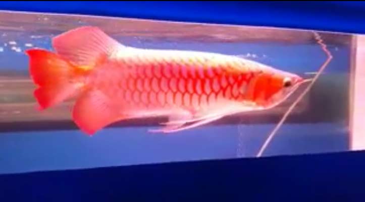 Con cá rồng chục ngàn USD: Thú chơi ông hoàng của đại gia Việt-7