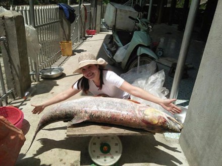 Cá măng sông Đà 35 kg: Hàng hiếm, chỉ dành cho đại gia