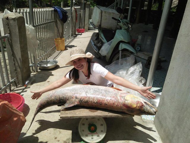 Cá măng sông Đà 35 kg: Hàng hiếm, chỉ dành cho đại gia-2