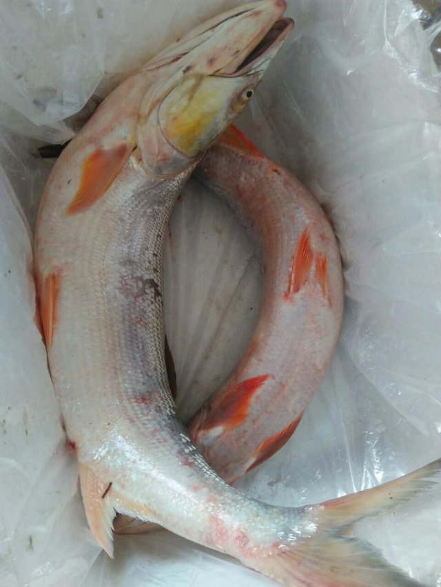 Cá măng sông Đà 35 kg: Hàng hiếm, chỉ dành cho đại gia-4