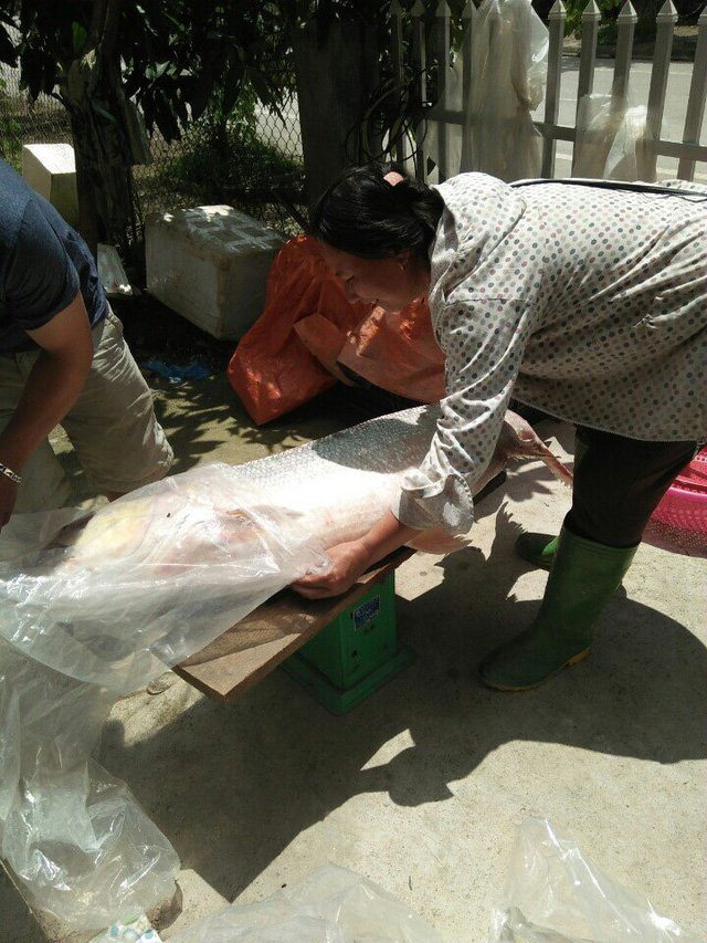 Cá măng sông Đà 35 kg: Hàng hiếm, chỉ dành cho đại gia-5