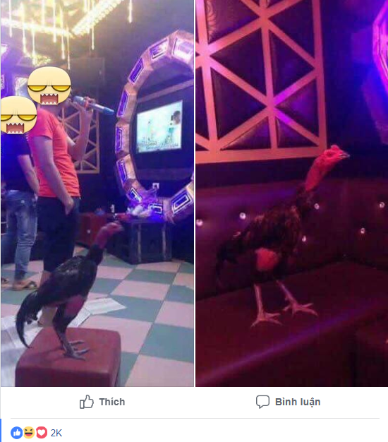 Tâm sự cười chảy nước mắt của cô vợ đòi ly dị vì chồng mê gà chọi: Đang ân ái nhảy bổ xuống kiểm tra chuồng, đem cả gà đi hát karaoke-3