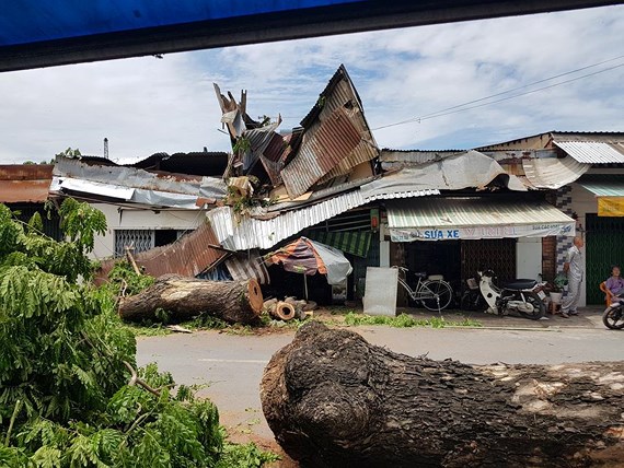 Cổ thụ đè nát nhà dân giữa Sài Gòn, bé 13 tuổi nhập viện-1