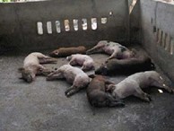 Kẻ tàn độc: Đâm chết cả đàn lợn, đầu độc hơn 1.000 con vịt