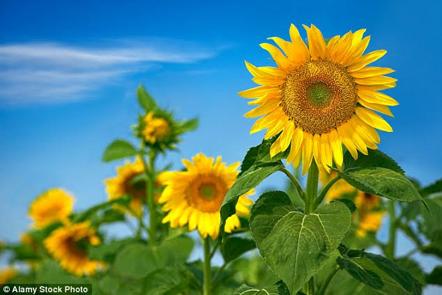 Tử vi 12 cung hoàng đạo ngày 3/6-1