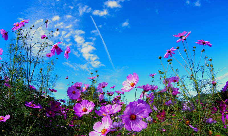 Tử vi 12 cung hoàng đạo ngày 23/5-2