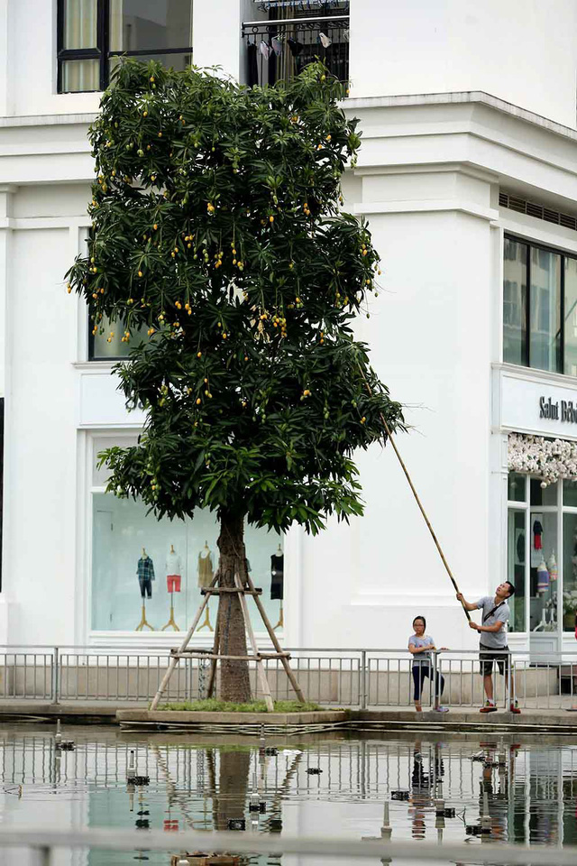 Chuyện lạ Hà Thành: Dân phố kéo ra vỉa hè mở hội hái xoài-1