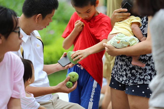 Chuyện lạ Hà Thành: Dân phố kéo ra vỉa hè mở hội hái xoài-2