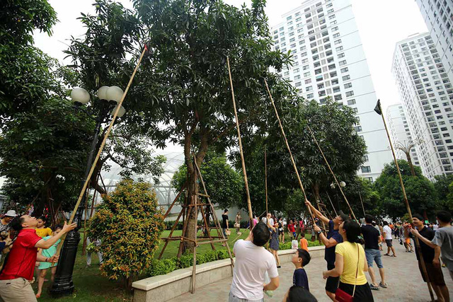 Chuyện lạ Hà Thành: Dân phố kéo ra vỉa hè mở hội hái xoài-6