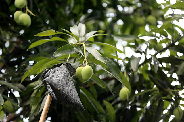 Chuyện lạ Hà Thành: Dân phố kéo ra vỉa hè mở hội hái xoài-11