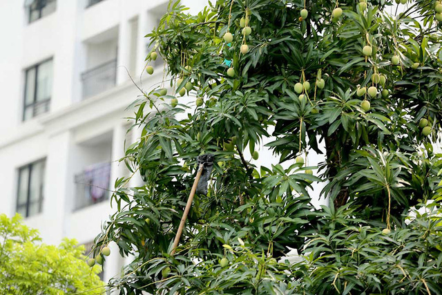Chuyện lạ Hà Thành: Dân phố kéo ra vỉa hè mở hội hái xoài-13