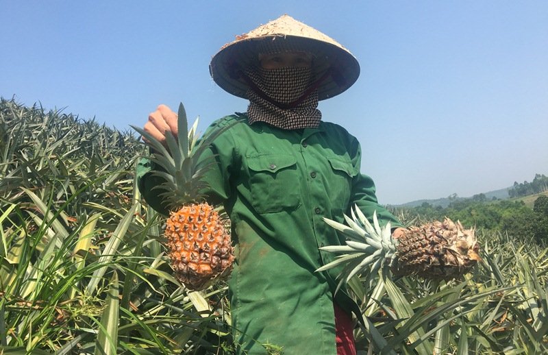 Dứa 2.000 đồng/kg, nông dân để thối đầy đồng-1