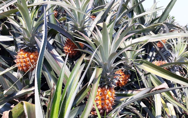 Dứa 2.000 đồng/kg, nông dân để thối đầy đồng-2