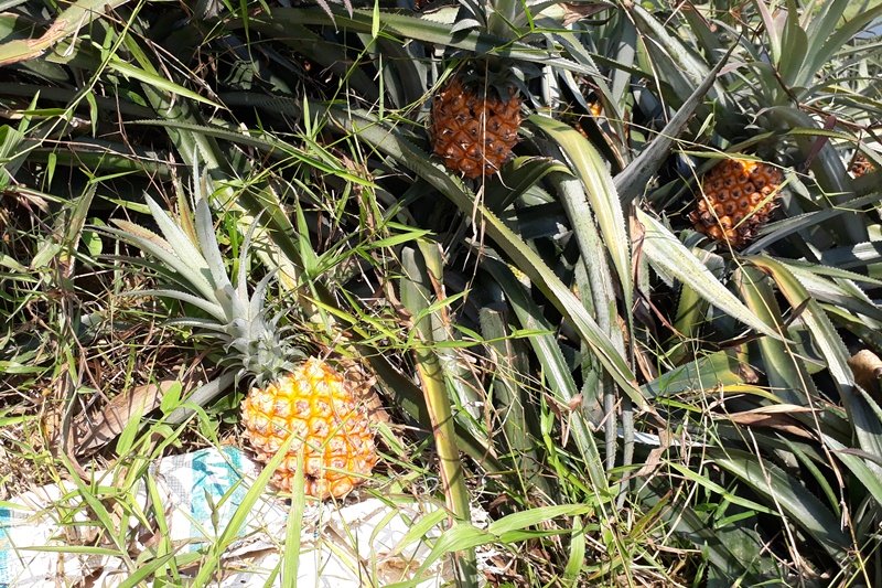 Dứa 2.000 đồng/kg, nông dân để thối đầy đồng-3