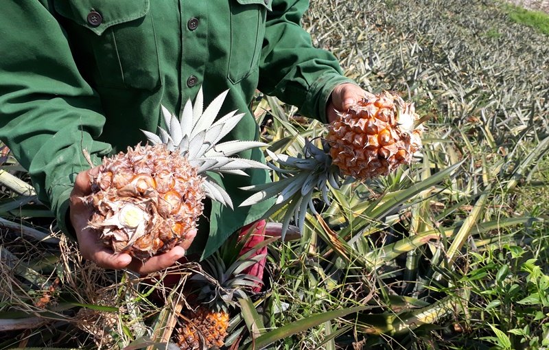 Dứa 2.000 đồng/kg, nông dân để thối đầy đồng-4